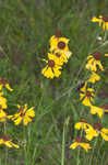 Oldfield sneezeweed